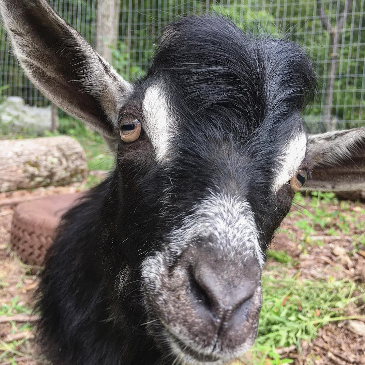 Egghead Animal House_Wedding Venue_LaFayette Georgia_000003